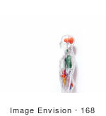 #168 Photograph Of A Human Anatomy Model