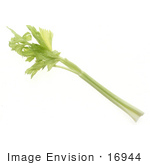 #16944 Picture Of A Leafy Green Celery Stalk On A White Background