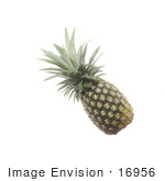 #16956 Picture Of One Whole Pineapple Fruit With Spiky Leaves At The Top