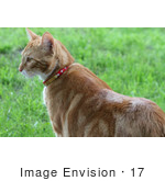 #17 Picture of an Orange Cat Standing on Grass by Kenny Adams