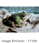 #17169 Picture Of A Pine Barrens Tree Frog