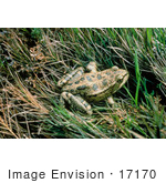 #17170 Picture Of One Red-Legged Frog Resting In Grass