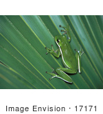 #17171 Picture Of One Green Tree Frog On A Palm Leaf