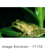 #17172 Picture Of A Green Spring Peeper Frog (Pseudacris Crucifer Hyla Crucifer) On A Leaf At Night