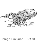 #17173 Picture Of A Red-Legged Frog