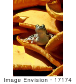 #17174 Picture Of One Poisonous Pickerel Frog (Lithobates Palustris Rana Palustri