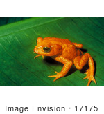 #17175 Picture Of A Monte Verde Toad Golden Toad (Bufo Periglenes)