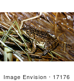 #17176 Picture Of A Frog In Wet Grass