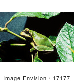 #17177 Picture Of A Pine Barrens Tree Frog On A Branch