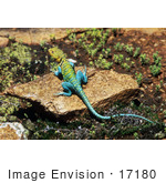 #17180 Picture Of A Collard Lizard (Crotaphytus Collaris) Sunning On A Brown Rock