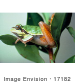 #17182 Picture Of A Pine Barrens Tree Frog Perched On Green Leaves