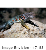 #17183 Picture Of A Collard Lizard (Crotaphytus Collaris) Sunning With Its Belly Down On A Warm Hot Rock