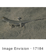 #17184 Picture Of One Coachella Valley Fringe-Toed Lizard (Uma Inornata) In Sand