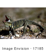 #17185 Picture Of A Collard Lizard (Crotaphytus Collaris) With Its Mouth Wide Open