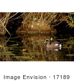 #17189 Picture Of One American Wigeon (Anas Americana) Floating In Marshy Water Near Lilypads And Reeds