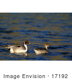 #17192 Picture Of A Pair Of Northern Pintail Ducks (Anas Acuta) Floating On Dark Rippling Water