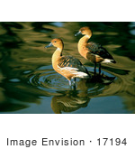 #17194 Picture Of A Pair Of Fulvous Whistling Ducks (Dendrocygna Bicolor) Wading In Shallow Rippling Water