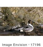 #17196 Picture Of One Male Northern Pintail (Anas Acuta) Duck Wading In Shallow Water