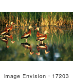 #17203 Picture Of A Group Of Whistling Ducks (Dendrocygna) Wading In Shallow Waters In Golden Sunlight