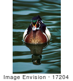 #17204 Picture Of One Carolina Duck Or Wood Duck (Aix Sponsa) Floating On Gentle Rippling Waters