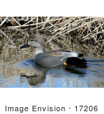 #17206 Picture Of One Gadwall Drake Duck (Anas Strepera) Swimming In Shallow Water Near Reeds