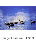 #17209 Picture Of A Small Group Of Emperor Geese (Chen Canagica) Floating On Beautiful Blue Rippling Waters
