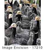#17210 Picture Of A Gaggle Of Emperor Geese (Chen Canagica)