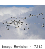 #17212 Picture Of A Gaggle Of Snow Geese (Chen Caerulescens) In Flight Against A Large Cloud