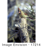 #17214 Picture Of One Female Northern Cardinal (Cardinalis Cardinalis) Perched On A Tree Stump
