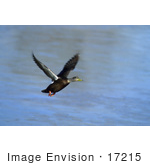 #17215 Picture Of One American Black Duck (Anas Rubripes) Taking Flight Over Blue