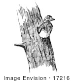 #17216 Picture Of A Hen Wood Duck (Aix Sponsa) Nesting In A Tree