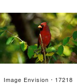 #17218 Picture Of One Red Cardinal Bird Perched At Morton National Wildlife Refuge