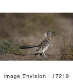 #17219 Picture Of One Roadrunner (Geococcyx)