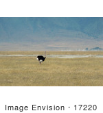 #17220 Picture Of A Male Flightless Ostrich Bird (Struthio Camelus) Standing Alone In A Grassy Landscape In Tanzania Africa