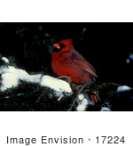 #17224 Picture Of A Red Cardinal Bird Perched On An Evergreen Branch With Snow