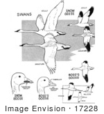 #17228 Illustrated Clip-Art Of Swans Snow Geese Ross’S Geese Cranes Ibis And Pelicans Waterfowl Birds