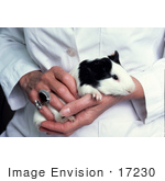 #17230 Picture Of A Female Technician’S Hands Holding A Black And White Guinea Pig