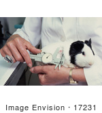 #17231 Picture Of A Female Technician Measuring The Size Of A Tumor On A Guinea Pig