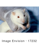 #17232 Picture Of One White Lab Rat Being Held In Gloved Hands