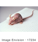 #17234 Picture Of A Nude Mouse