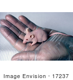 #17237 Picture Of A Nude Mouse Without Any Fur In An Open Gloved Hand