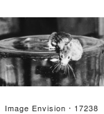 #17238 Picture Of One Lab Mouse With A Large Cancer Tumor