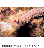 #17272 Picture Of One Orange Fireworm (Eurythoe Complanata)