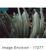 #17277 Picture Of Tentacles Of A Pink Tipped Anemone (Condylactis Gigantean)