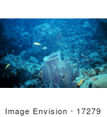 #17279 Picture Of Ablue Reef Scene With A Large Barrel Sponge