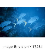 #17281 Picture Of Crevalle Jacks (Caranx Hippos) Schooling