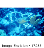 #17283 Picture Of A Long-Nosed Filefish (Oxymonocanthus Longirostris)