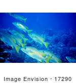 #17290 Picture Of A Group Of Yellowtail Snapper Fish (Ocyurus Chrysurus)