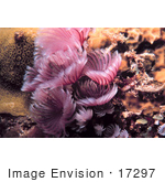 #17297 Picture Of Pink Or Purple Feather Duster Worms (Sabellidae)