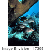 #17309 Picture Of Gray Snappers (Lutjanus Griseus)